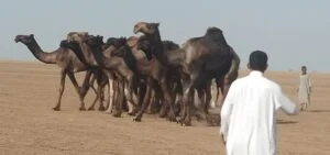 شاهد بالصور.....إنطلاق فعاليات مهرجان مزاينة إبل السودان بكسلا 21 IMG 20211009 WA0013